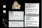 Foto (Objekt + Etikett) von Cycloprosopon sp.  (NHMW-GEO-2014-0194-0858)